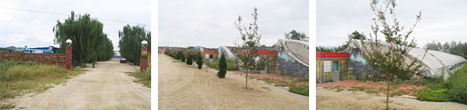 供應(yīng)美國(guó)竹柳，美國(guó)竹柳種苗，盡在榮成農(nóng)業(yè)示范園