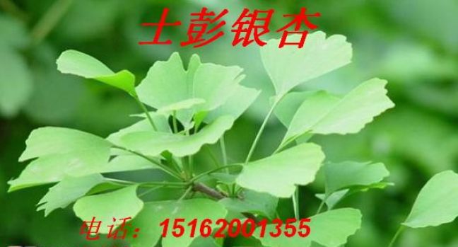 2012年銀杏樹價(jià)格，銀杏樹市場(chǎng)行情，{zx1}銀杏樹價(jià)格