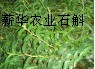 室內(nèi)種植鐵皮石斛方法 大棚種植鐵皮石斛技術 石斛種植