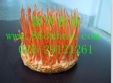 蟲草種植技術(shù) 冬蟲夏草功效 蟲草價格  
