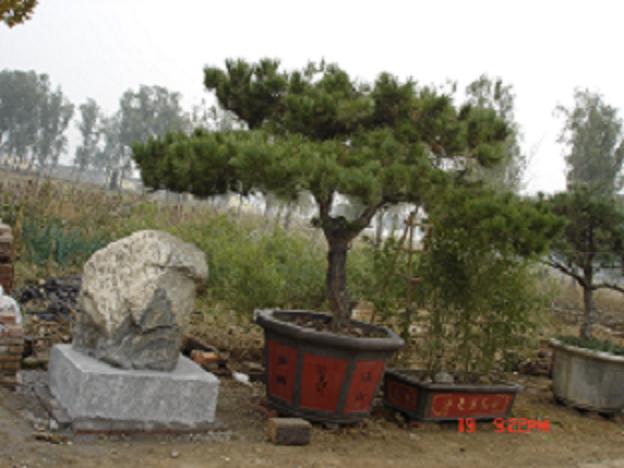 供應(yīng)山東特色苗木-移動景觀的{sx}