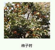 供應占地柿子苗/*桃苗/果樹苗等價格透明 山東泰安海隆園藝 