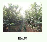 櫻花苗{zx1}價格，泰安櫻花，泰安櫻花價格透明