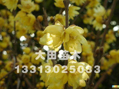 河北供應(yīng)2012年紫葉李報(bào)價(jià)表，紫葉李價(jià)格，紫葉李供應(yīng)基地大田苗圃場(chǎng)