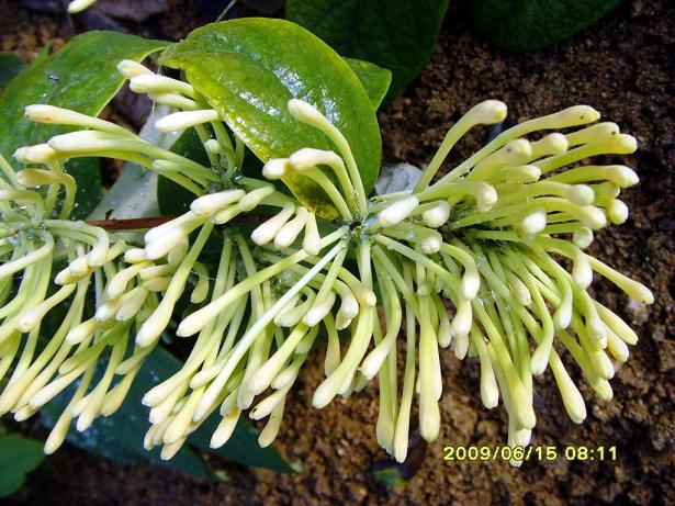 無花果，無花果繁殖技術，盡在榮成農業示范園。