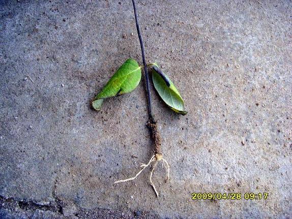 供應新奇特果樹苗，植物克隆快繁的投資與成本分析