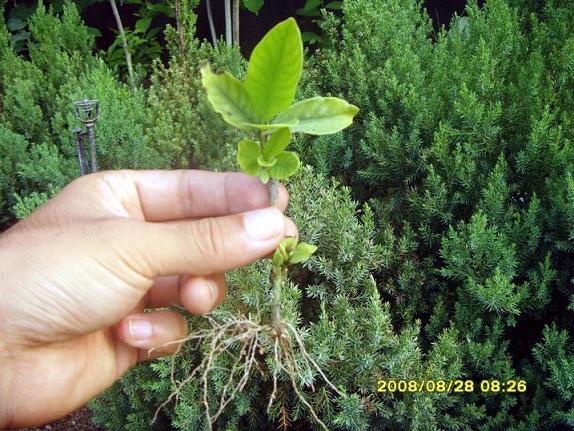 供應(yīng)綠化工程苗，哪些植物適合克隆快繁技術(shù)