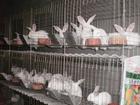 供應肉兔種兔、肉兔成本，肉兔養殖前景