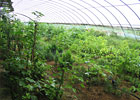 紅葉石楠非試管快繁技術，榮成市農業示范園，現場示范學習
