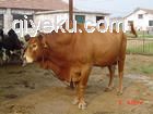 山東肉牛價格 {zx1}肉牛價格廣源肉牛品種