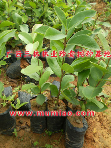 揭陽油茶樹，油茶樹種子，油茶樹圖片