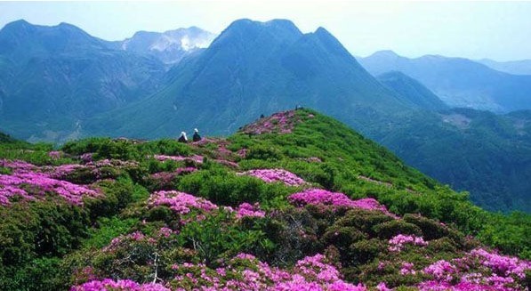 湖北周邊春游就去武漢木蘭八景云霧山 賞萬畝紅杜鵑武漢一日游 周邊一日游 春游線路