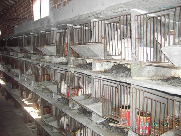 供應獺兔養殖可行性報告-2012年獺兔養殖前景預測(圖)