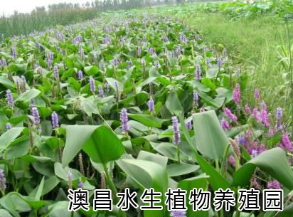 江蘇水生植物價(jià)格批發(fā)-浙江睡蓮種植園地