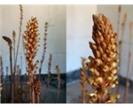 天麻種苗 天麻種植技術 天麻種植基地                                                  