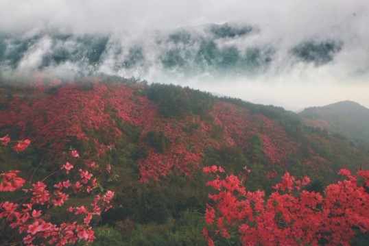 武漢周邊賞杜鵑就去木蘭八景云霧山 賞中華大奇觀萬畝杜鵑花海武漢一日游 周邊一日游 春游線路