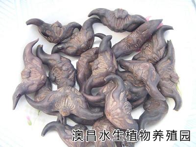 河北白洋淀特產(chǎn)中心 , 白洋淀特產(chǎn)介紹，白洋淀特產(chǎn)總匯