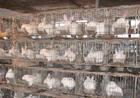  常年大量供應種兔獺兔野兔長毛兔兔籠、兔舍 肉鴿