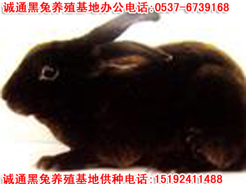 供應獺兔養殖山東╱2011年獺兔價格╲2011獺兔養殖前景(圖)