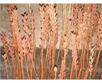 天麻價格 天麻種植基地 天麻種植技術     