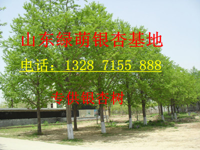 2012年{zx1}銀杏苗價格