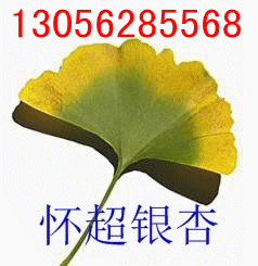 18公分銀杏樹的價(jià)格.19公分銀杏樹的價(jià)格【好便宜】