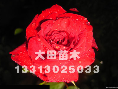 河北供應紅玫瑰2012年紅玫瑰報價表，紅玫瑰價格，紅玫瑰供應基地大田苗圃場