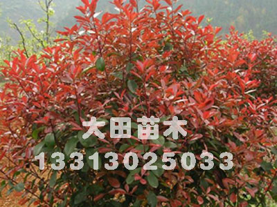 河北供應(yīng)紅寶石海棠2012年紅寶石海報(bào)價(jià)表價(jià)格，供應(yīng)基地大田苗圃場(chǎng)