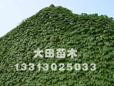 河北供應(yīng)2012年爬山虎報價表，爬山虎價格，爬山虎供應(yīng)基地大田苗圃場