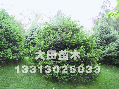 河北供應2012年爬山虎報價表，爬山虎價格，爬山虎供應基地大田苗圃場