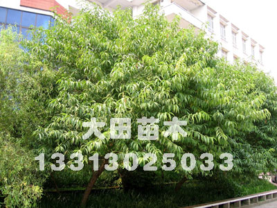 河北供應榆葉梅2012年榆葉梅報價表，榆葉梅價格，供應基地大田苗圃場