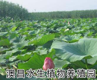 優(yōu)質(zhì)荷花種植園/專(zhuān)業(yè)銷(xiāo)售水生植物/種植睡蓮的公司