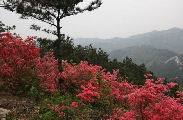 武漢周邊春游就去云霧山 賞杜鵑花 踏青莊主旅游