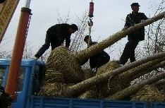 银杏银杏基地，银杏小苗，银杏小苗价格，银杏树价格银杏树