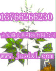 廠家供應{ctr}薄荷油，薄荷素油，薄荷原油銷售