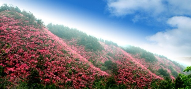 武漢一日游就去云霧山賞花踏青一日游就上湖北在線旅游網(wǎng)