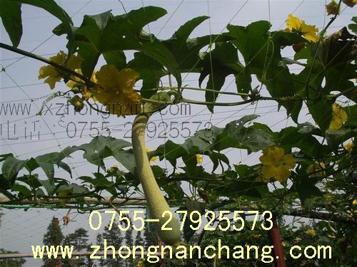 廣州市供應(yīng)，網(wǎng)眼袋爬藤網(wǎng)，西瓜吊袋，水果網(wǎng)袋Gzyjl