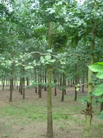全國(guó)銀杏苗木基地，郯城銀杏樹(shù)，郯城銀杏樹(shù)價(jià)格