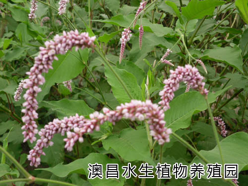 辦公室水生植物批發|常見水生植物種類|室內水生植物銷售