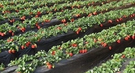木蘭草原民族歌舞 帶你感受別樣的蒙古風(fēng)情武漢一日游 周邊一日游 春游線路