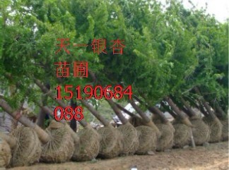 2012年20公分銀杏樹價格，18公分銀杏樹苗價格，14公分銀杏樹價格