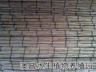 訂購(gòu)水生植物/{zx1}睡蓮種植批發(fā)