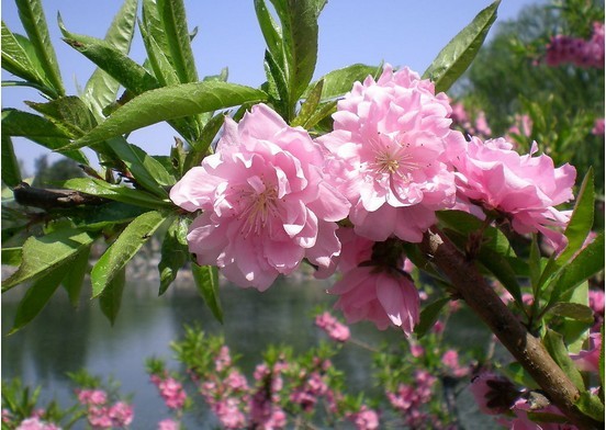 武大赏樱花还是去木兰草原赏浪漫桃花一日游武汉一日游 周边一日游 春游线路