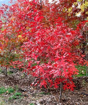 火焰紅櫟培育，火焰紅櫟小苗,日照青山苗木15906333799