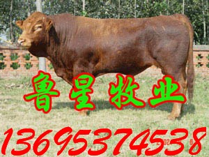 柘城肉牛養(yǎng)殖|利木贊牛-山東魯星肉牛養(yǎng)殖基地