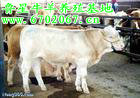 南方肉牛養(yǎng)殖|小公牛|架子牛|夏洛萊牛|魯星