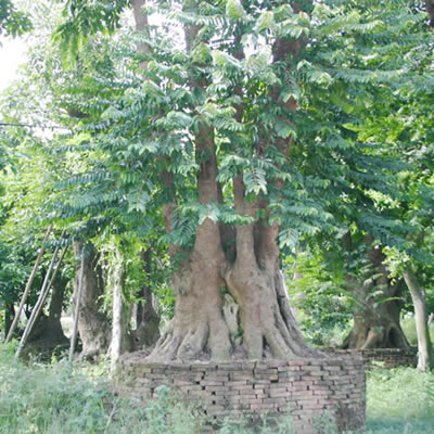 聯豐園藝花木古樹景觀 子母樹