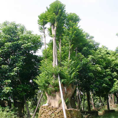 聯豐園藝花木古樹景柚樹