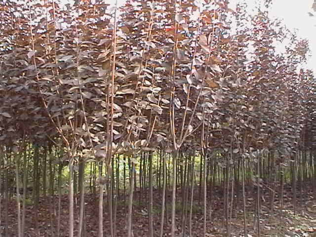 紫葉李，河南紫葉李，鄢陵紫葉李，紫葉李價格