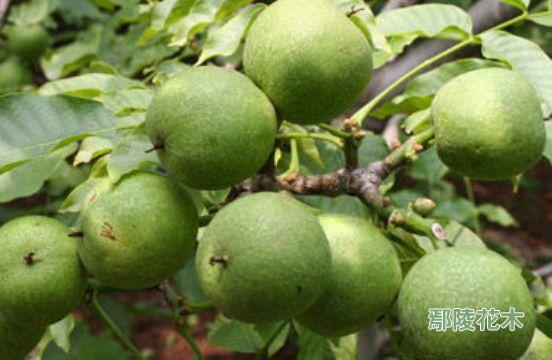核桃苗，河南核桃苗，鄢陵核桃苗，核桃苗價格原始圖片2